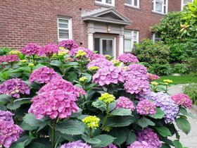 Flowers in bloom in the courtyard.jpg